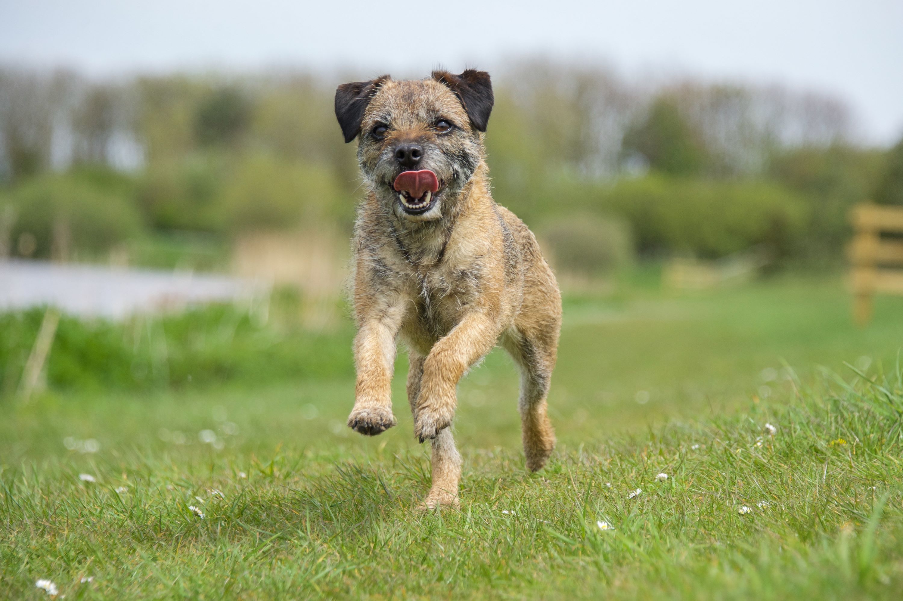 Border terrier runs in grass