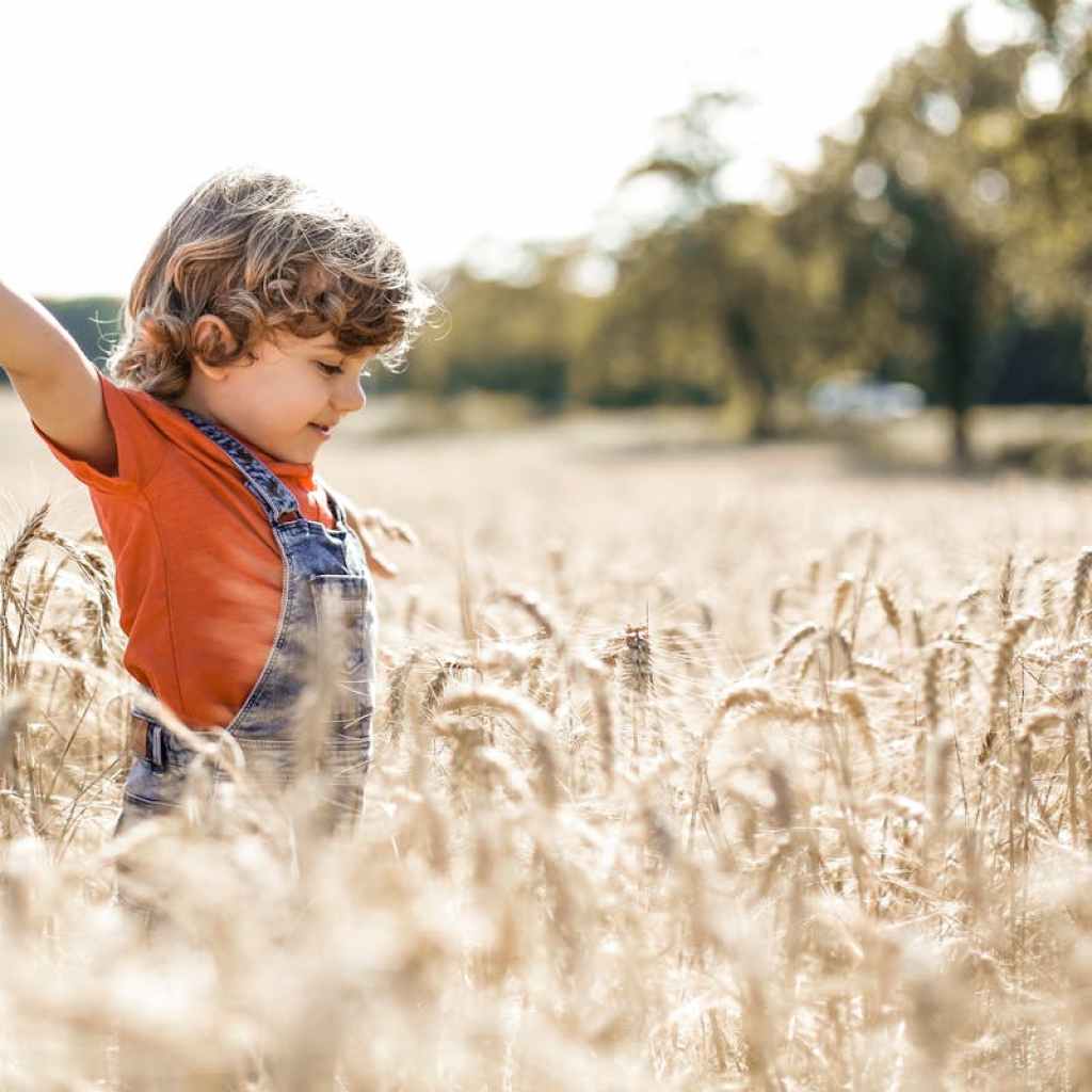Small child in a wheat field