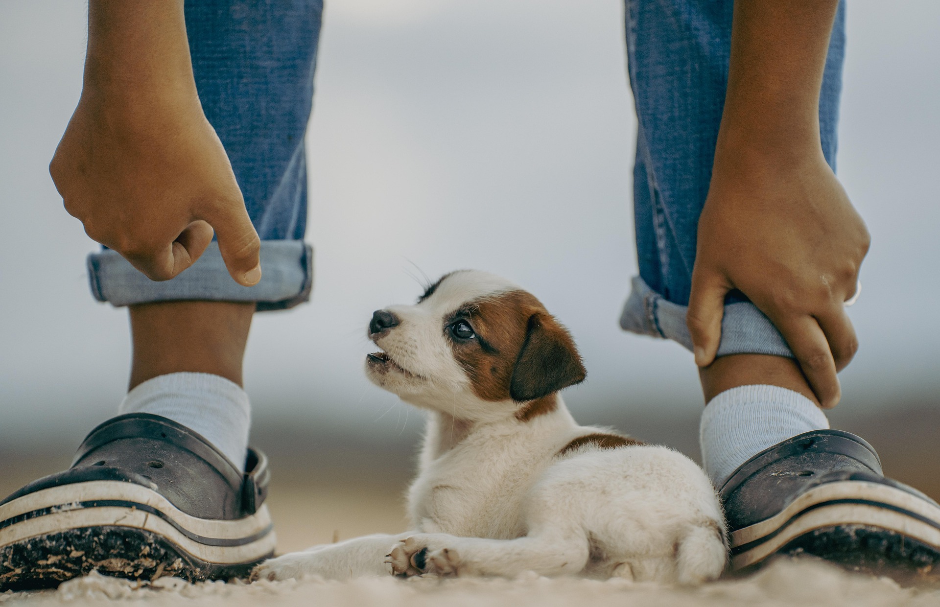 puppy sitting between a teenager's legs